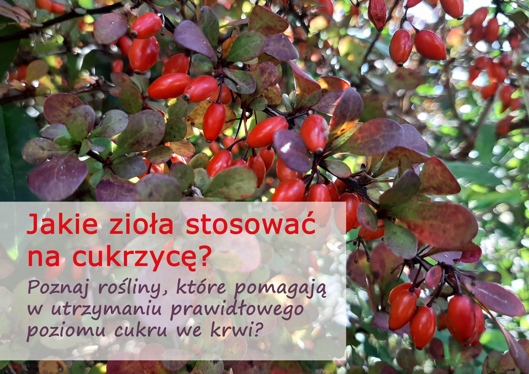 jakie_ziola_na_cukrzyce_(1).jpg