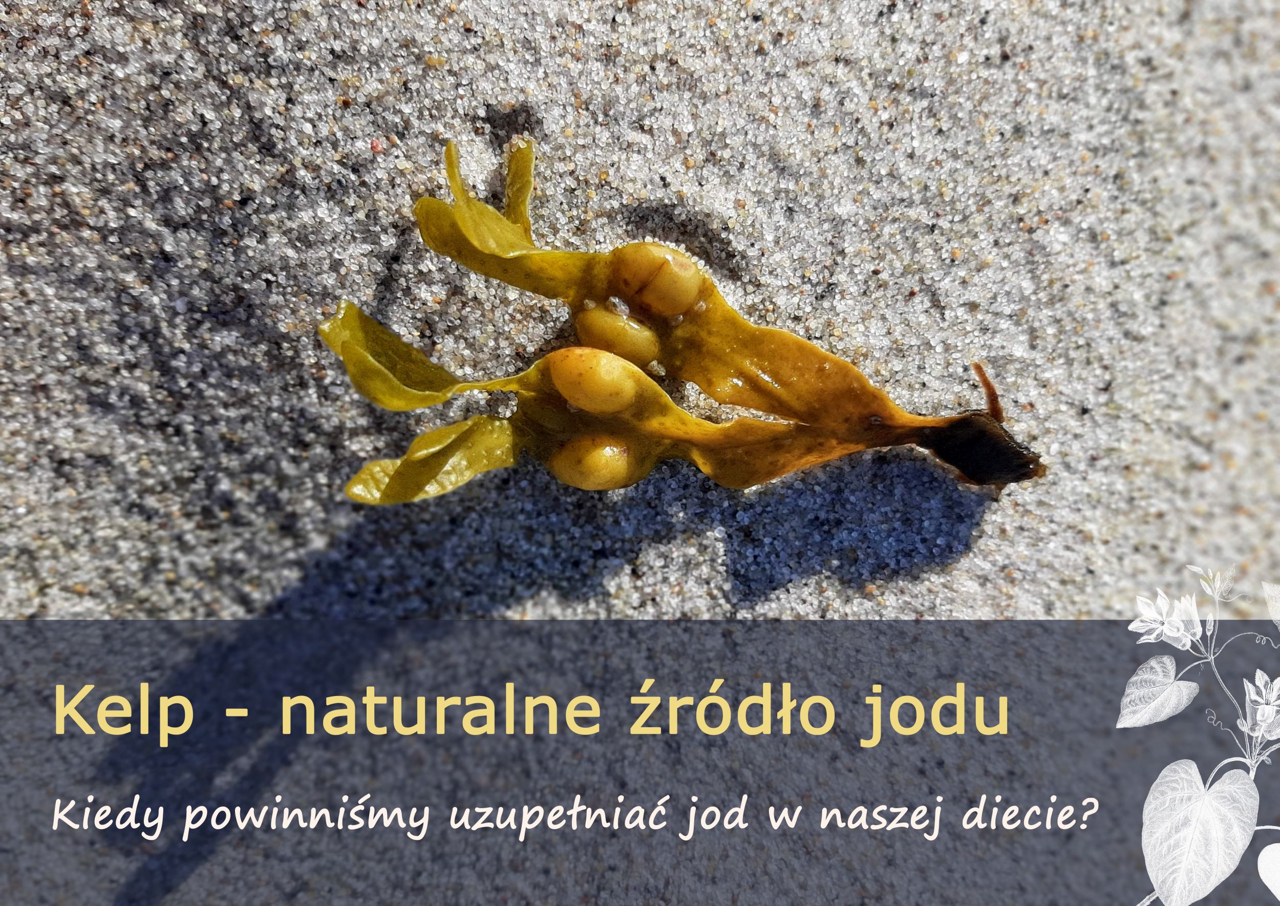 kelp1.jpg