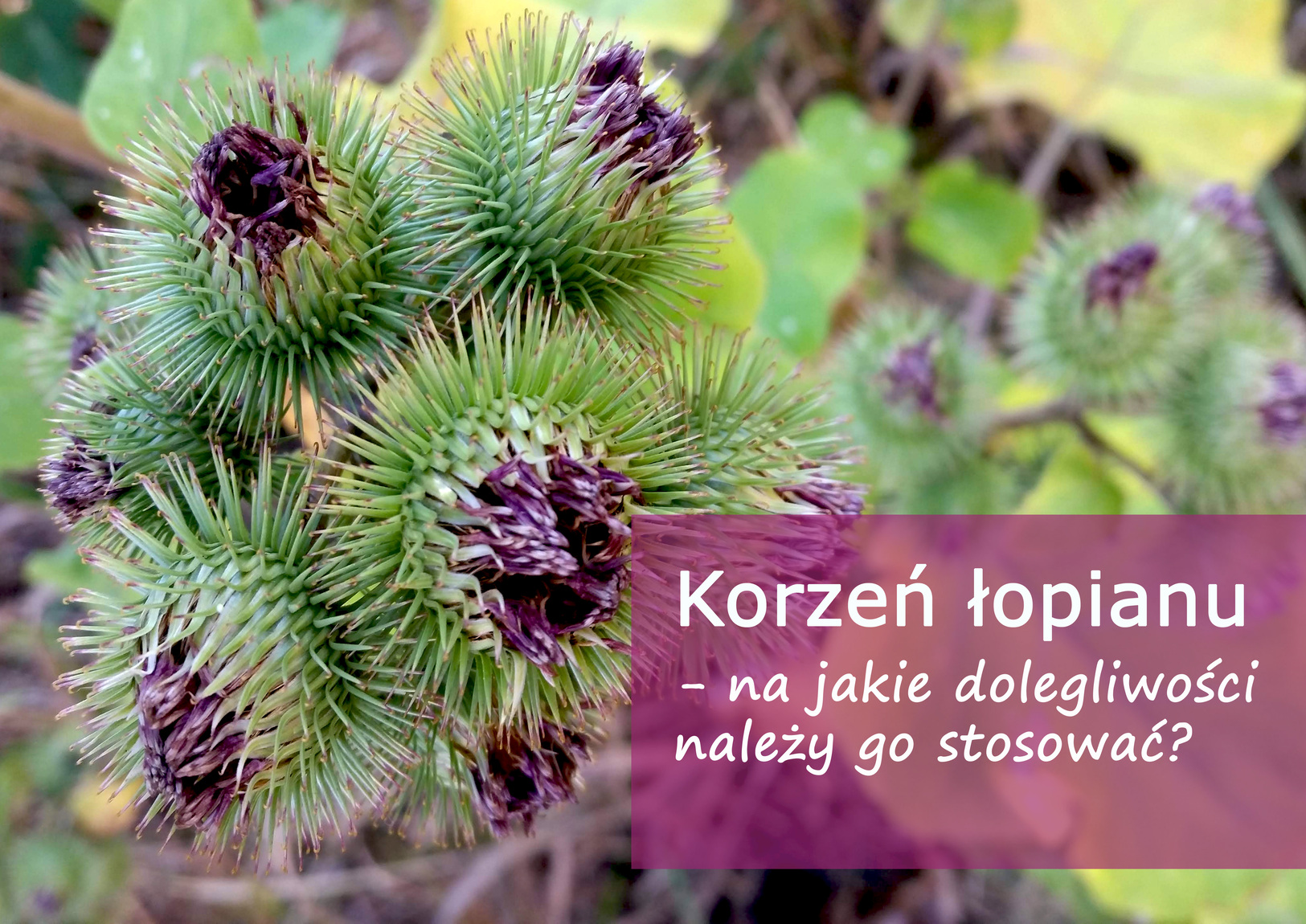 korzen_lopianu_(1).jpg