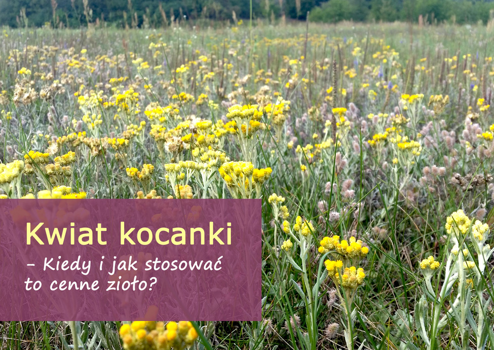 kwiat_kocanki_(1).jpg