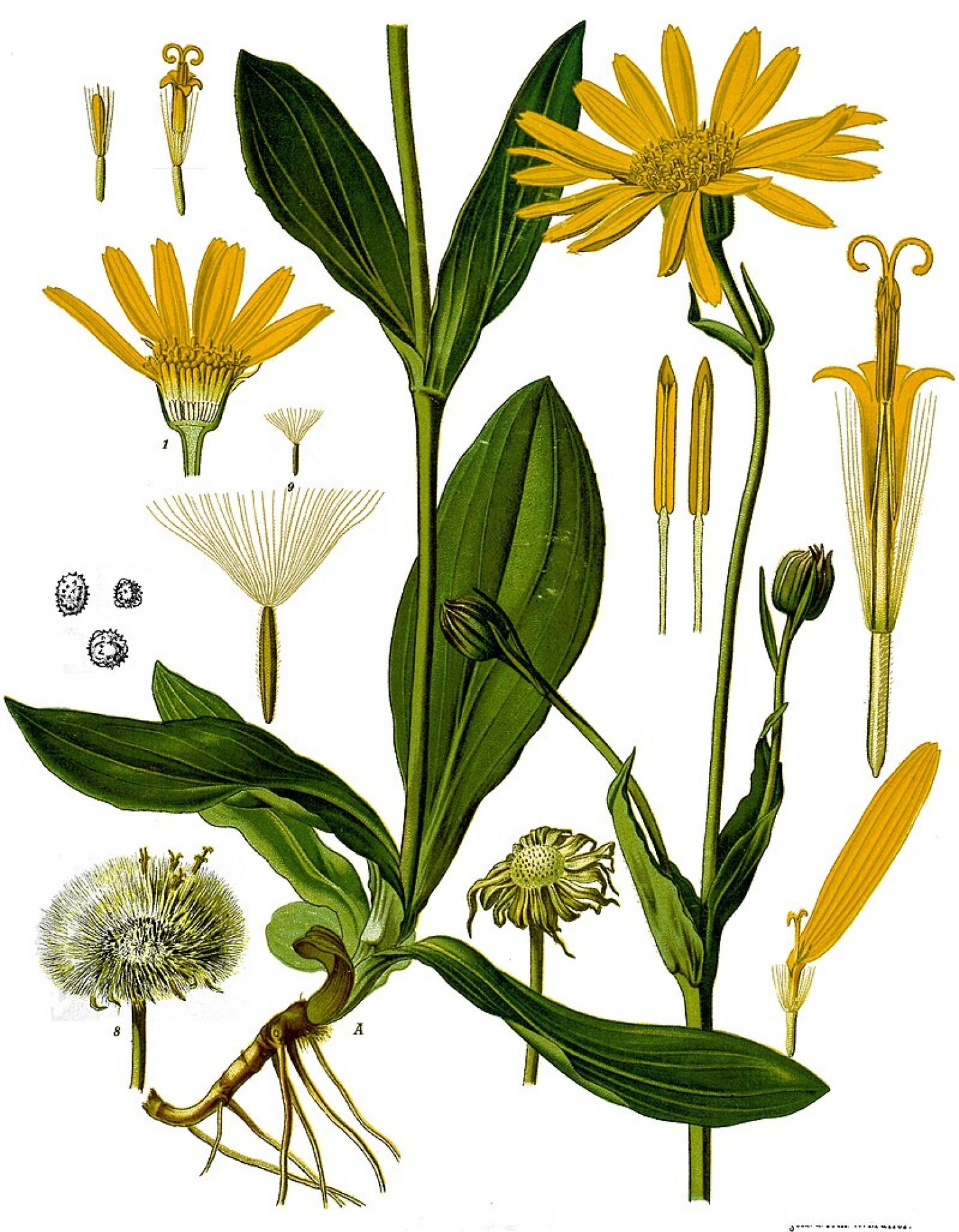 Maść arnikowa - arnica_montana_-_kohler-s_medizinal-pflanzen-015.jpg