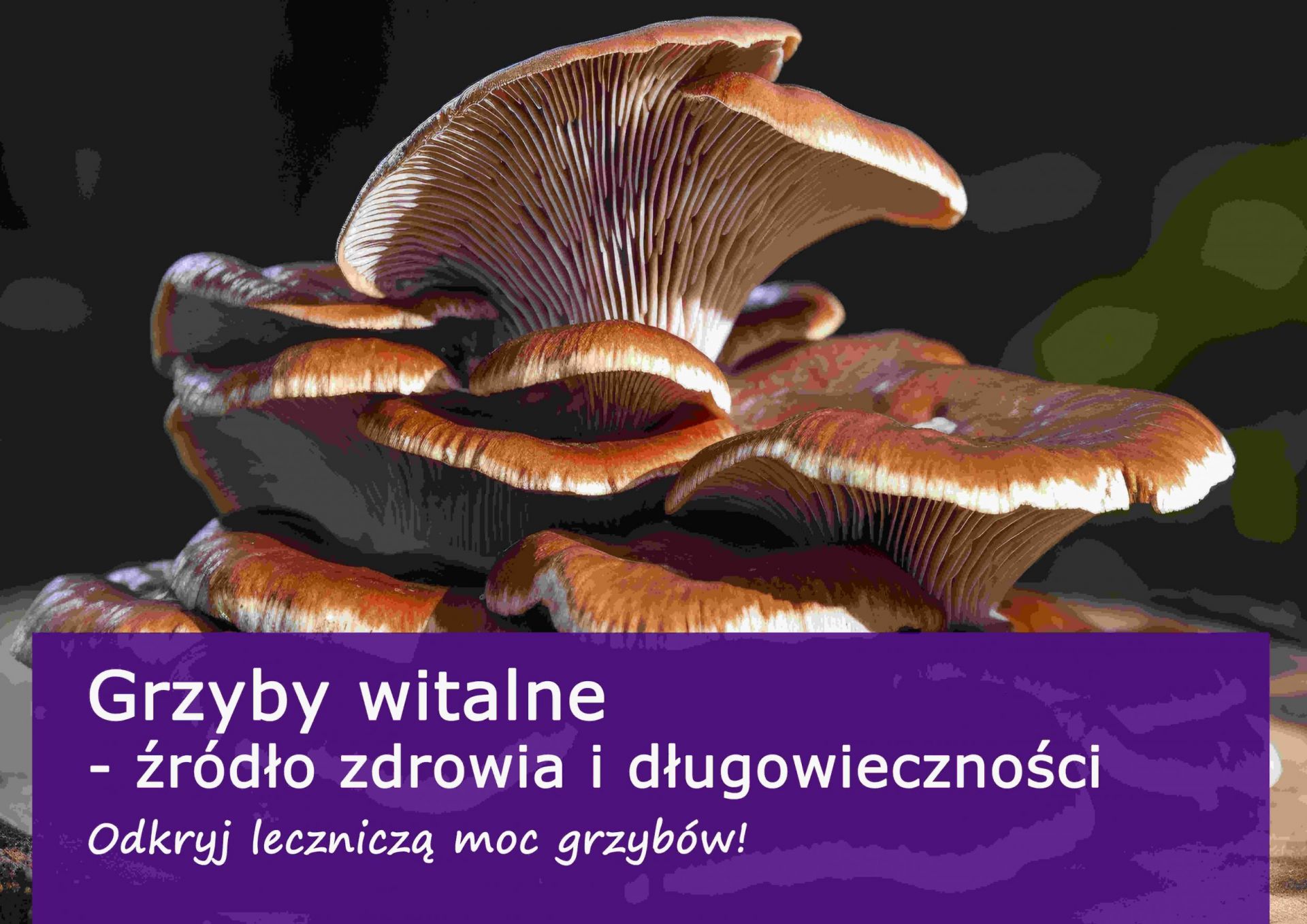 Grzyby witalne - źródło zdrowia i długowieczności - grzyby_witalne_(1).jpg