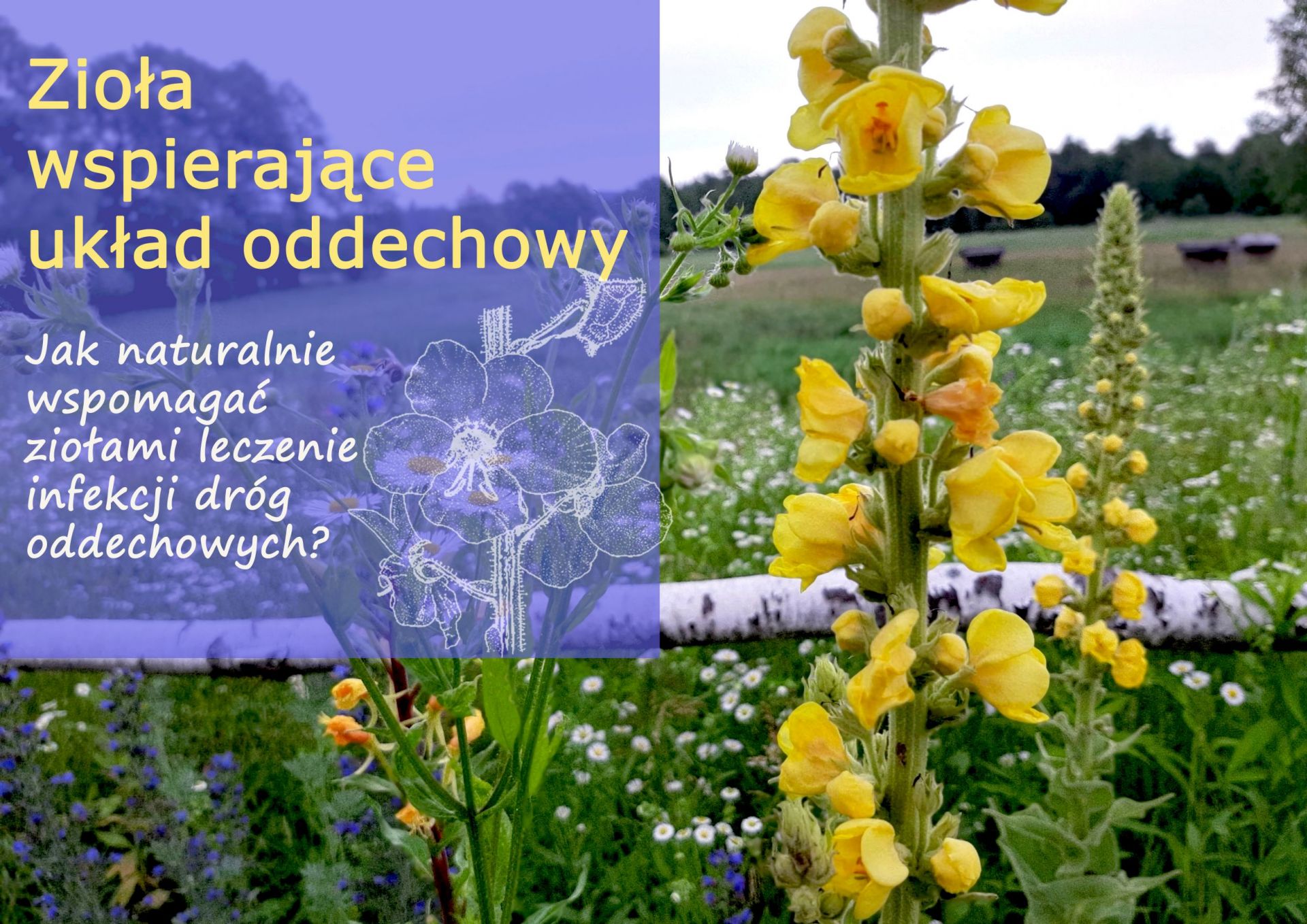 Zioła wspierające układ oddechowy - infekcje_dog_oddechowych.jpg