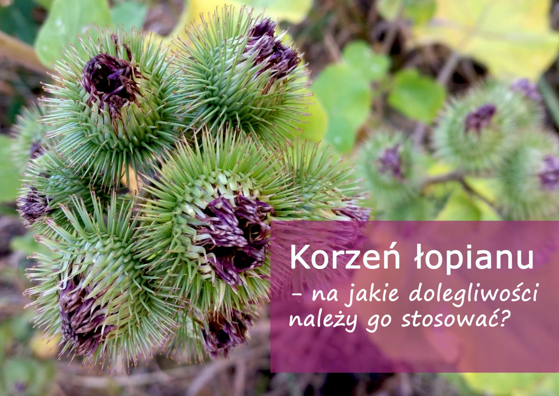 Korzeń łopianu - na jakie dolegliwości należy go stosować? - korzen_lopianu_(1).jpg