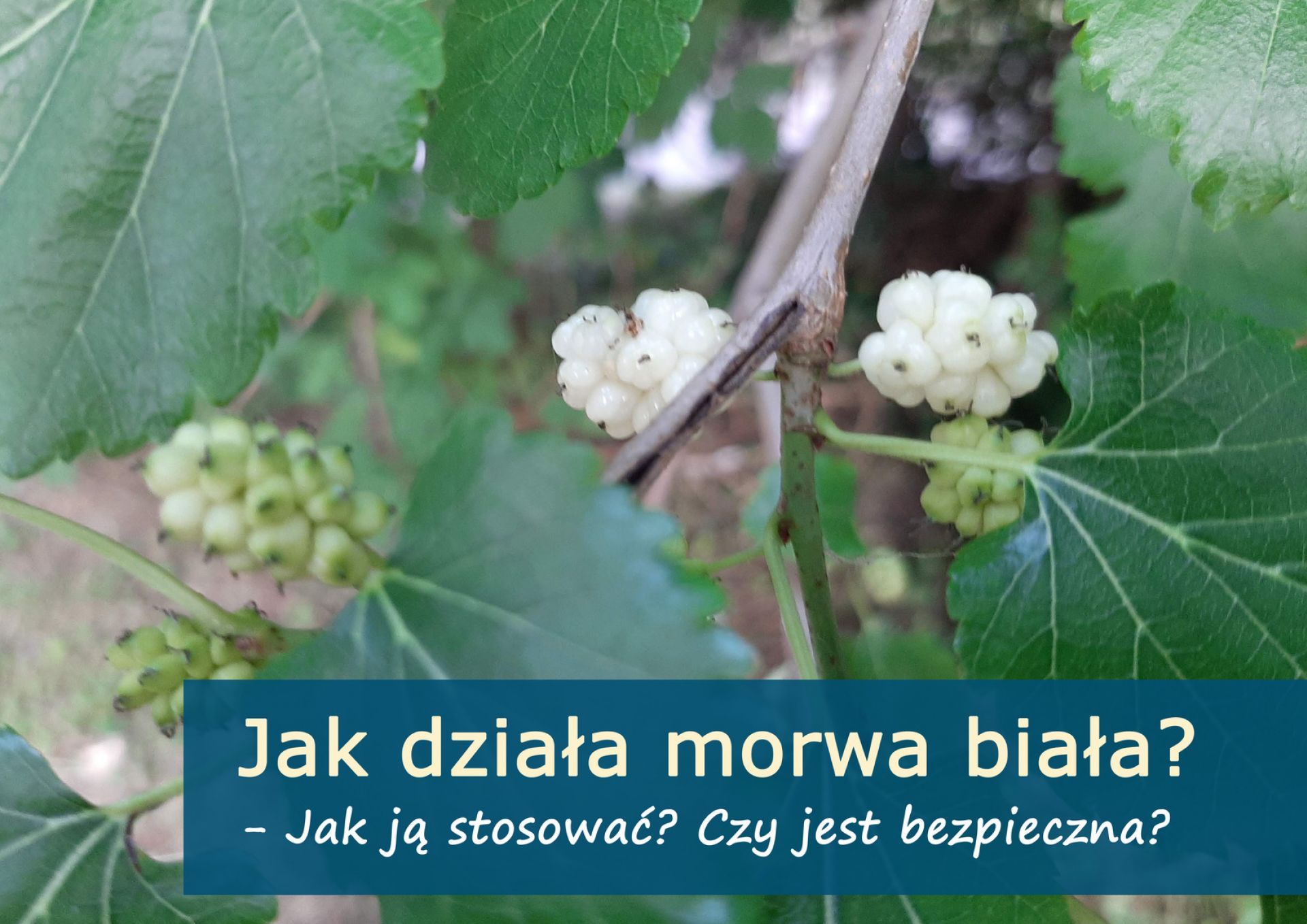 Jak działa morwa biała - morwa_biala_(1).jpg