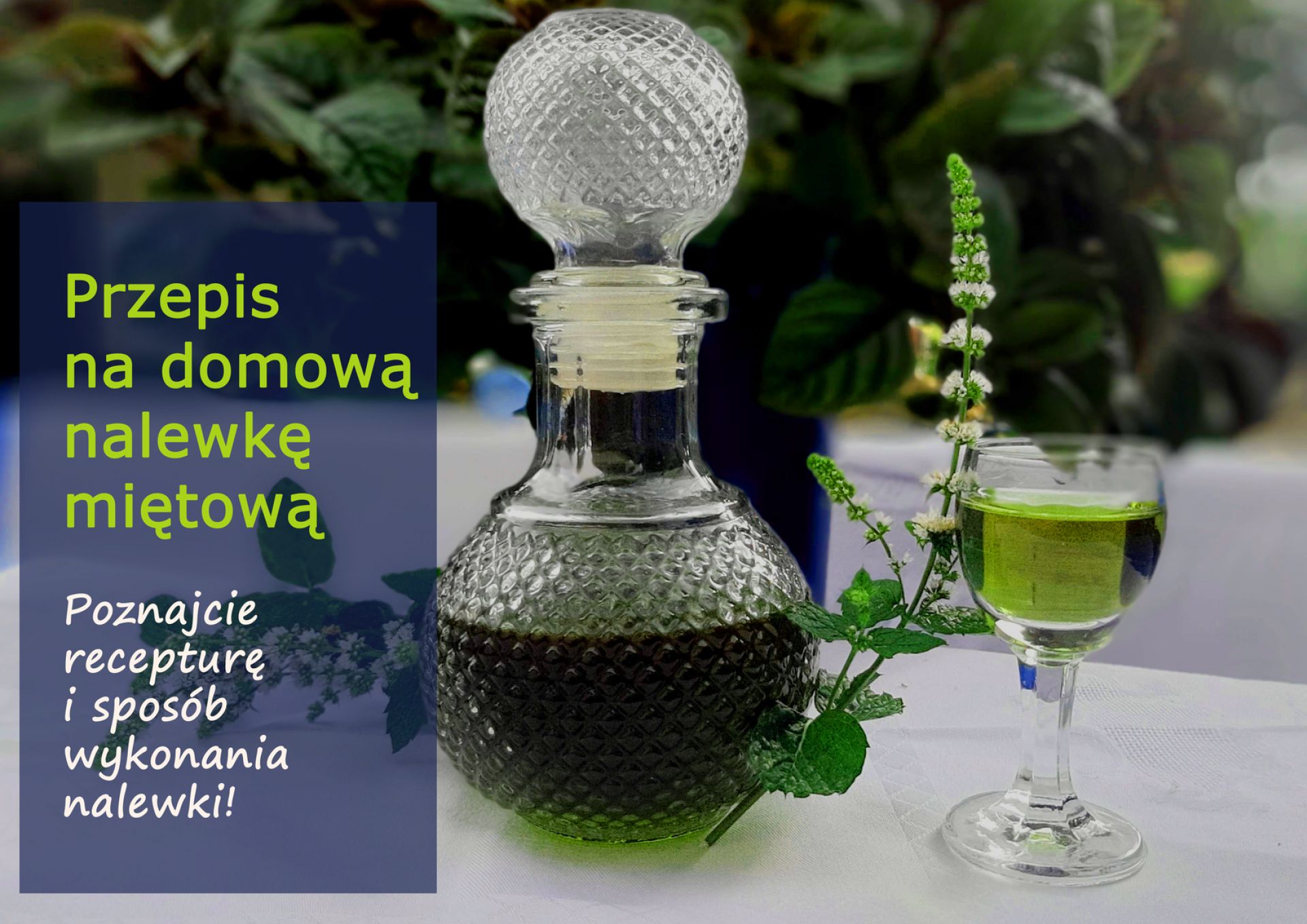 Przepis na domową nalewkę miętową - nalewka_mietowa_(1).jpg