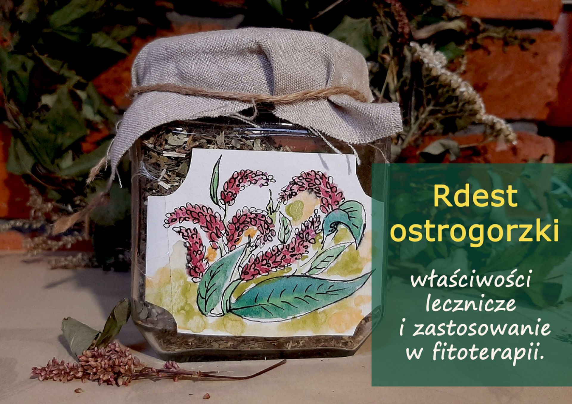 Rdest ostrogorzki - właściwości lecznicze i zastosowanie - rdest_ostrogorzki.jpg