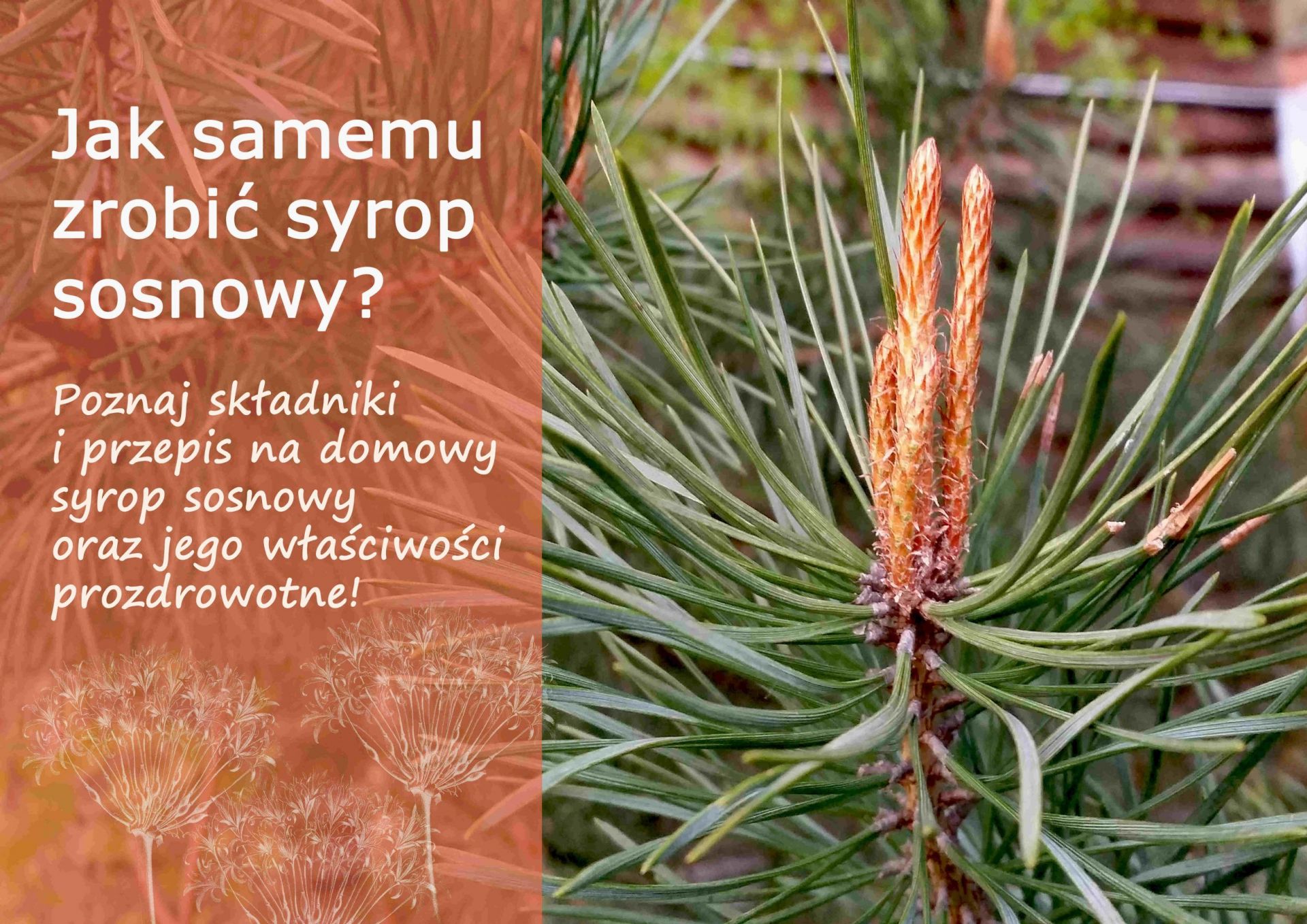 Jak samemu zrobić syrop sosnowy? - syrop_sosnowy_(1).jpg