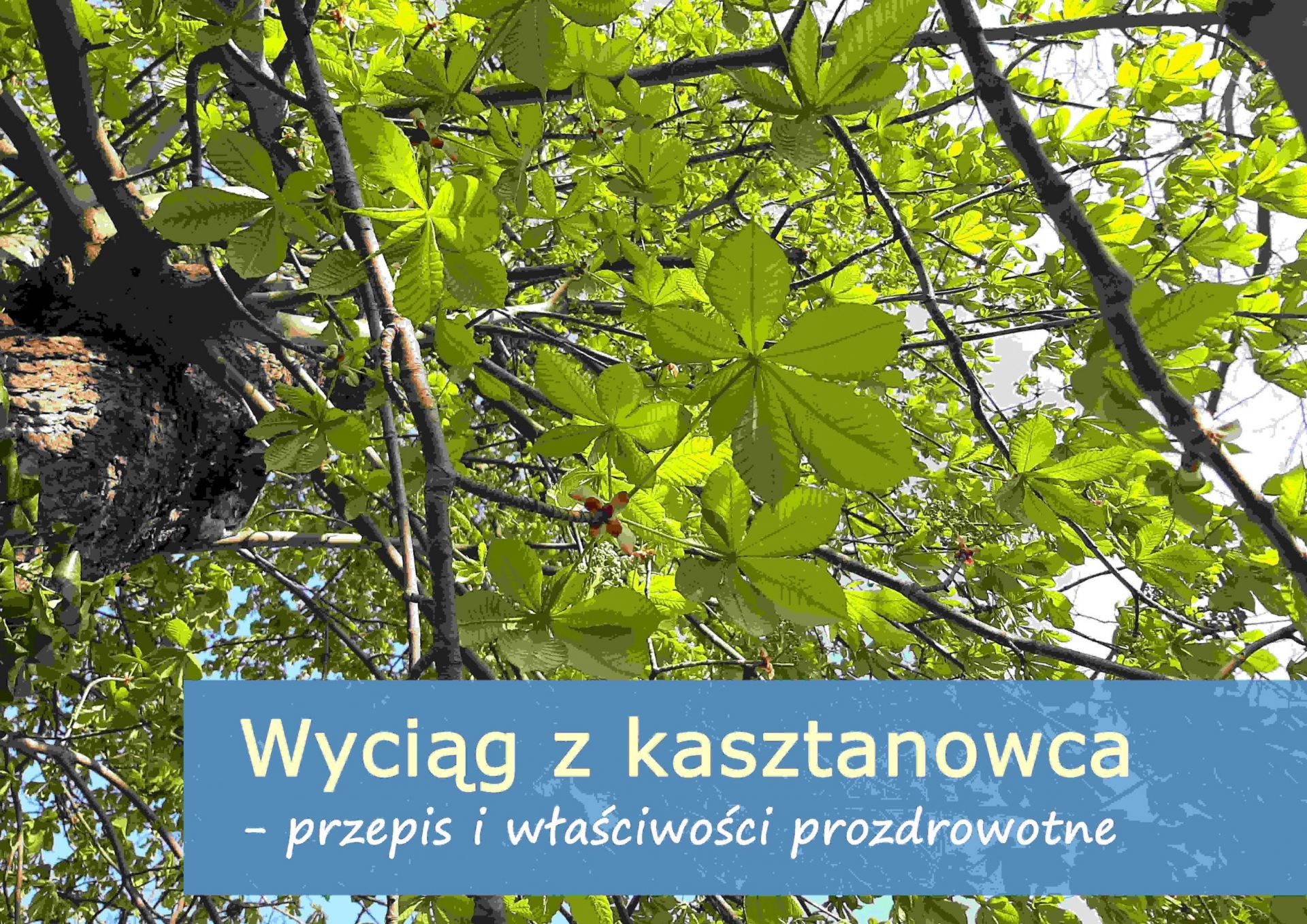 Wyciąg z kasztanowca - przepis i właściwości prozdrowotne - wyciag_z_kasztanowca_(1).jpg