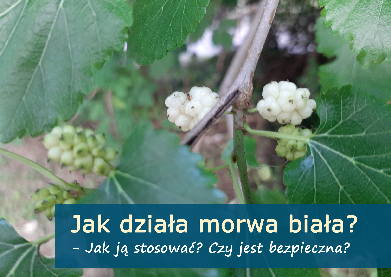 morwa_biala_(1).jpg
