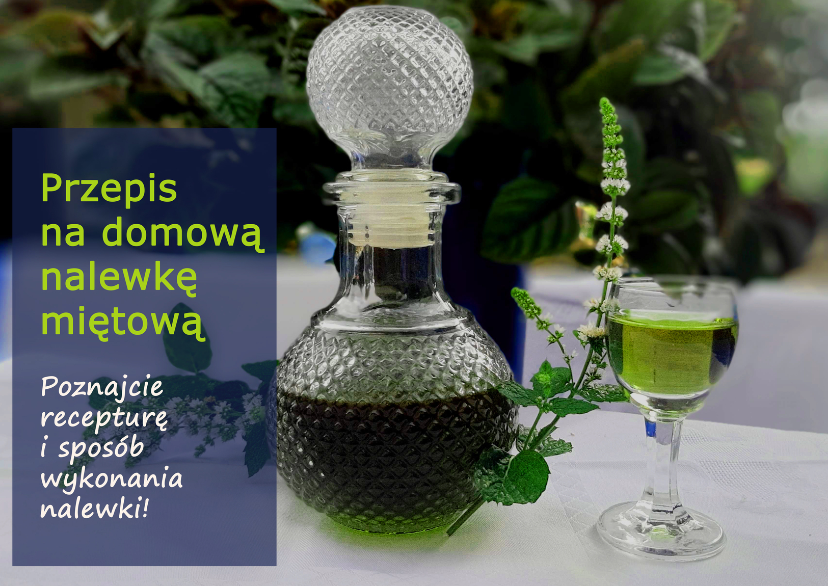 nalewka_mietowa_(1).jpg