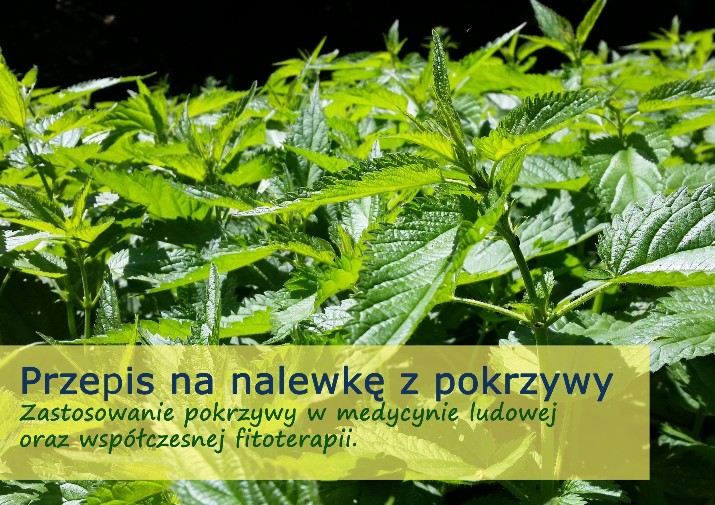 nalewka_z_pokrzywy_(1).jpg