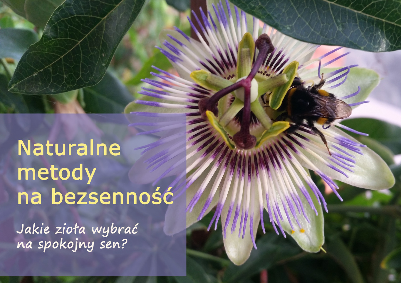 naturalne_metody_na_bezsennosc_(1).jpg