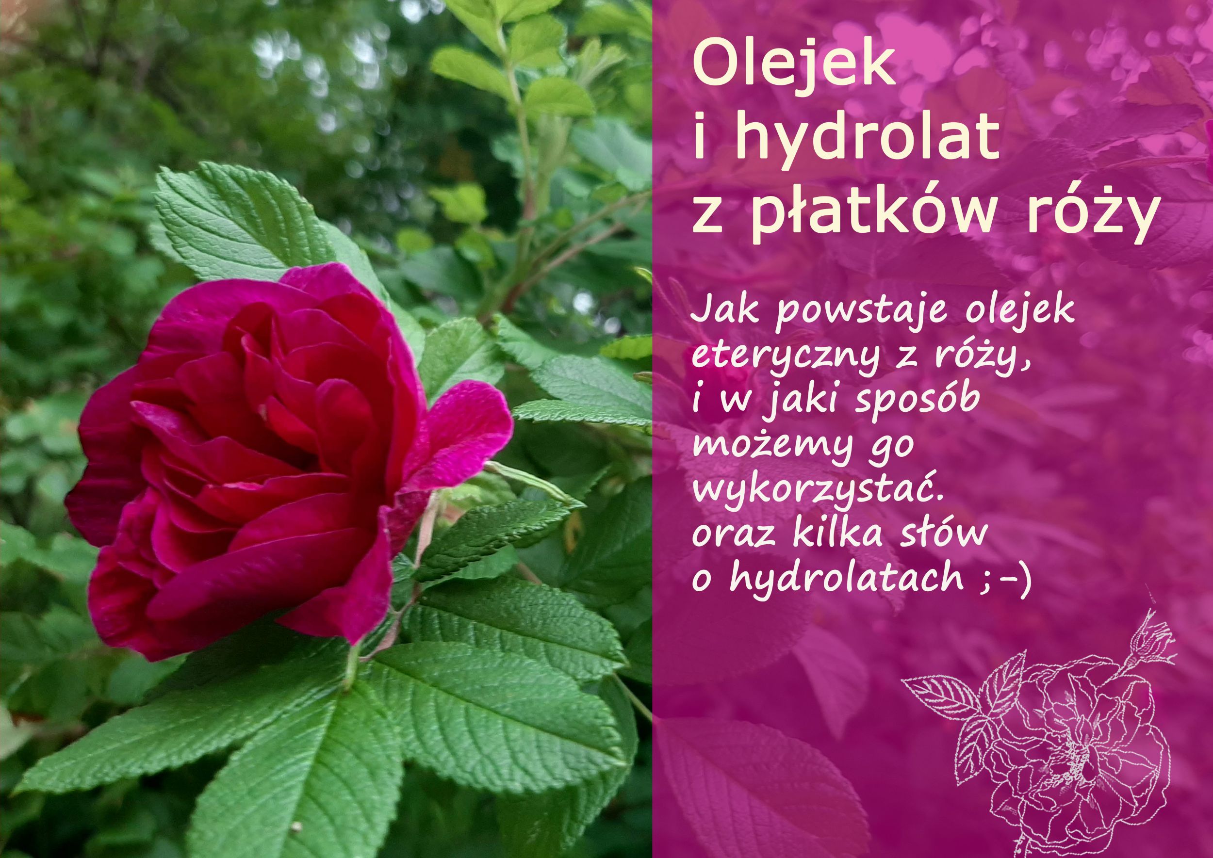 olejek_z_rozy.jpg
