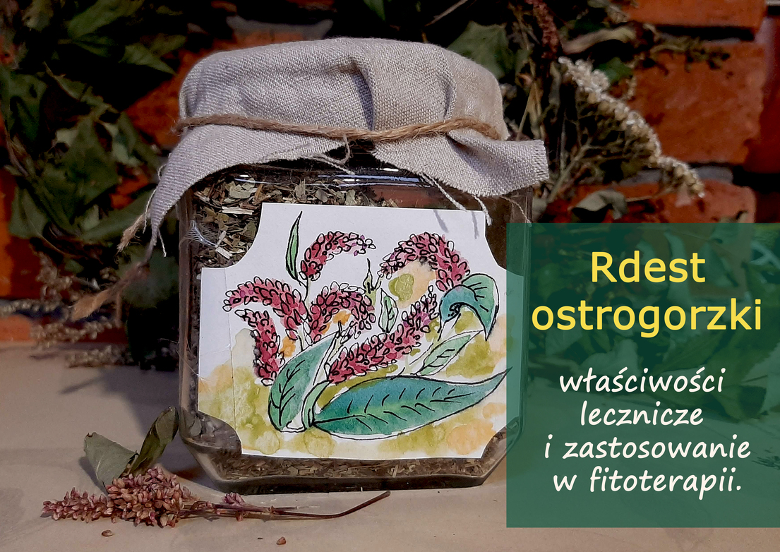 rdest_ostrogorzki.jpg