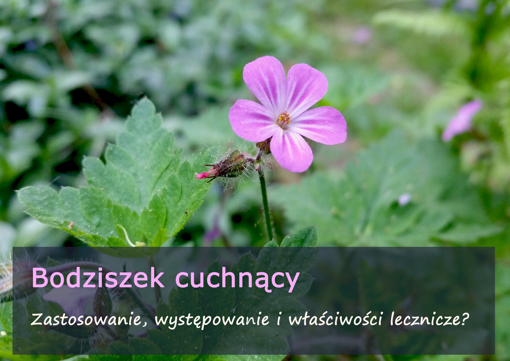 rsz_bodziszek_cuchnacy.jpg