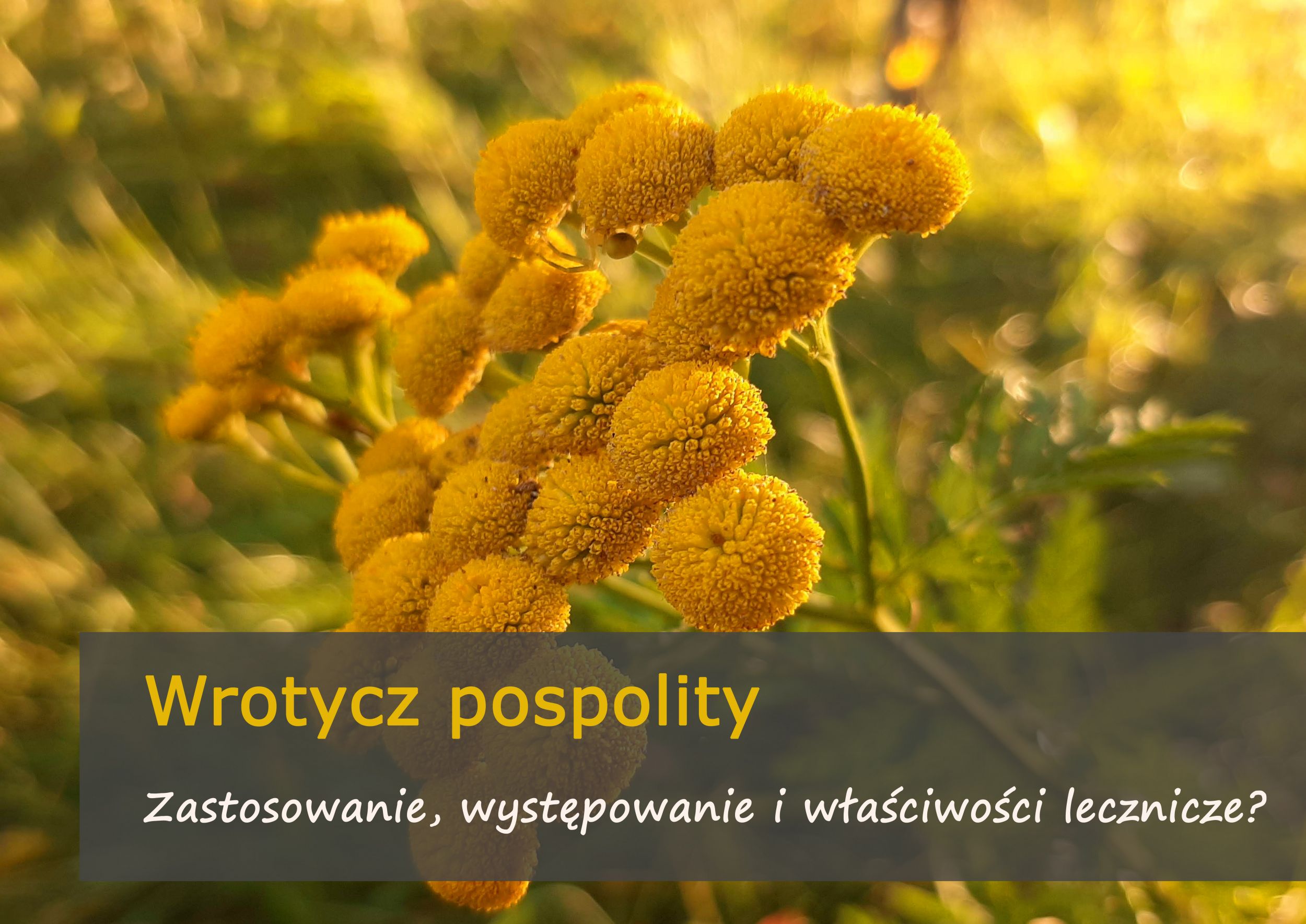 wrotycz_pospolity.jpg