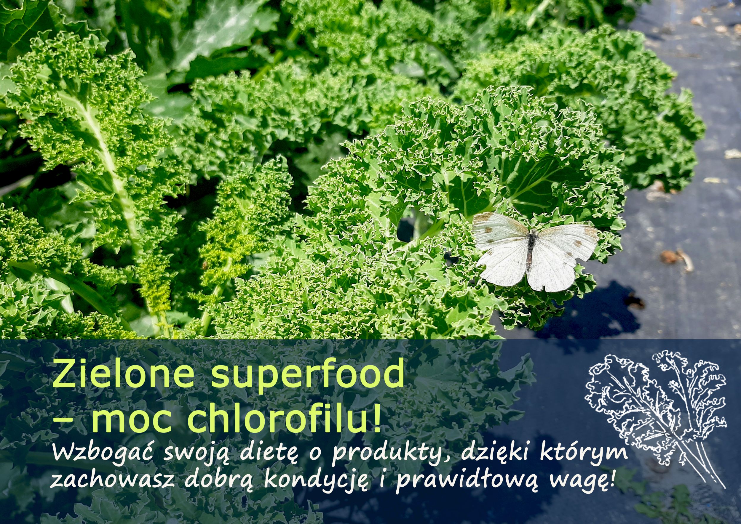 zielone_superfoods.jpg