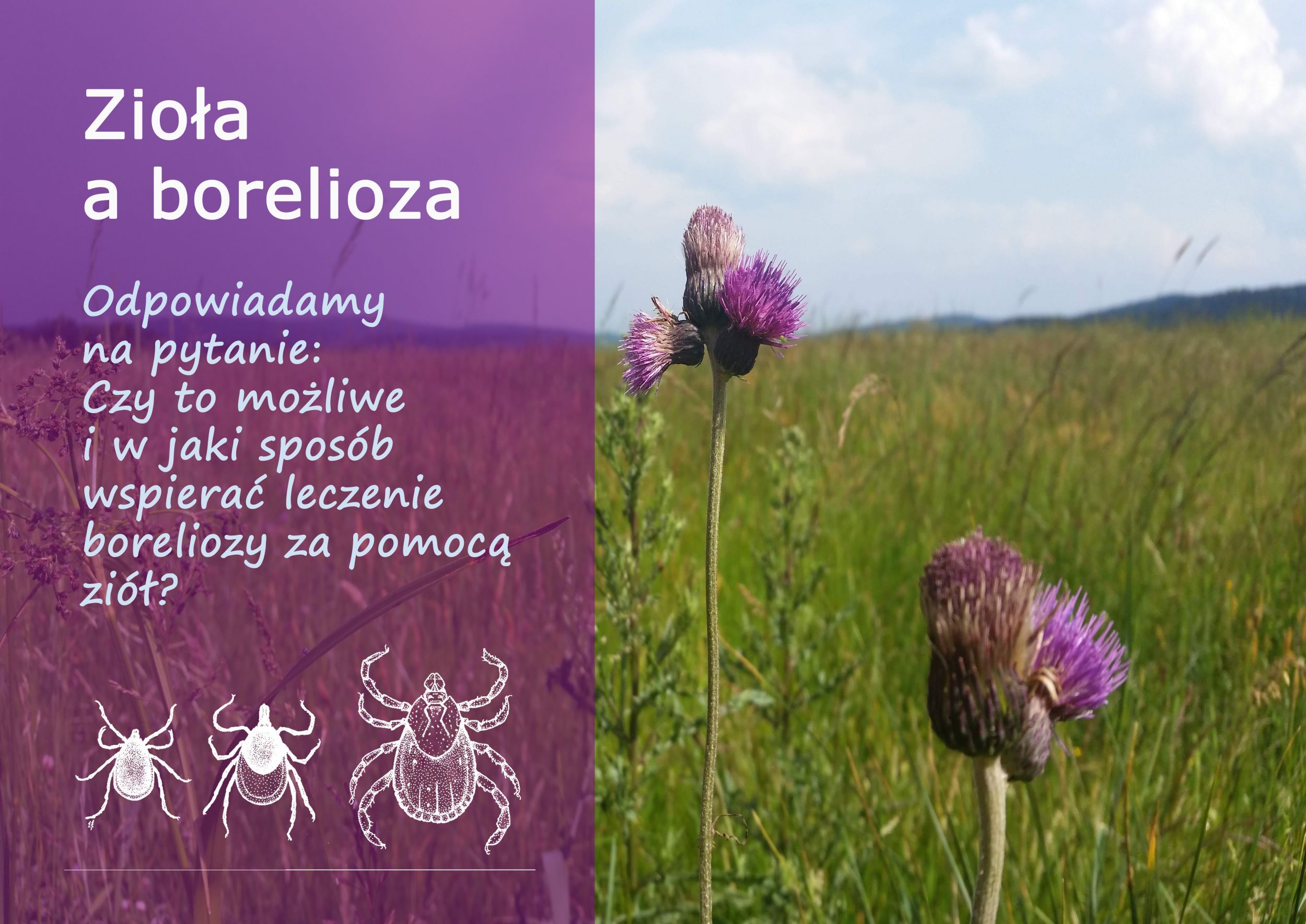 ziola_a_borelioza.jpg